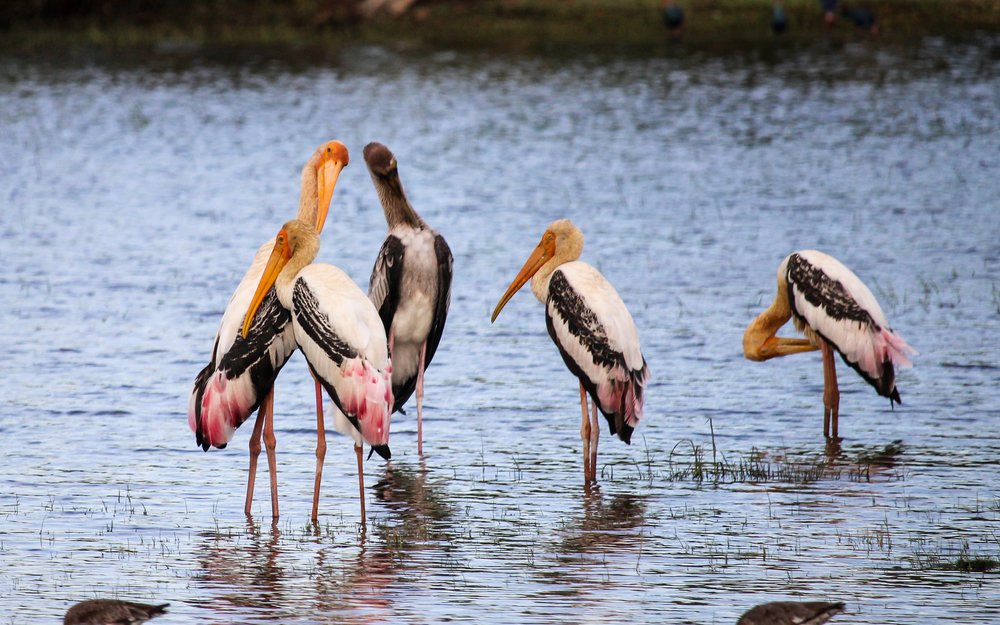 Lagoon Boat Safaris