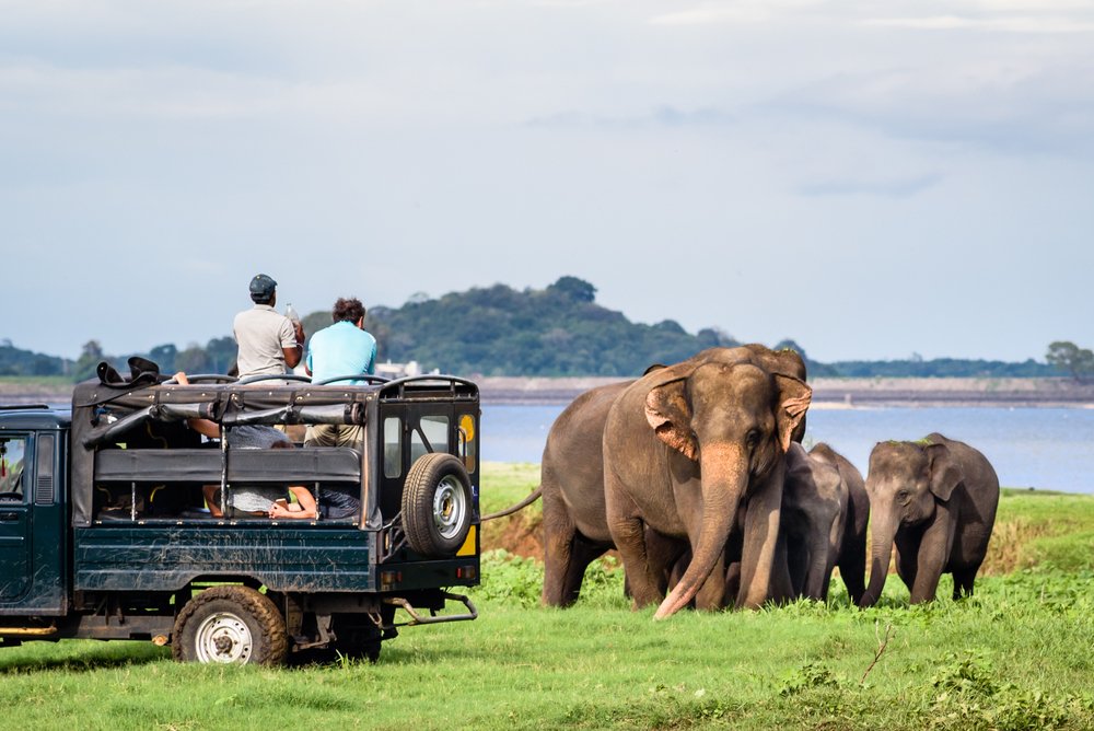 Wildlife Safaris in National Parks