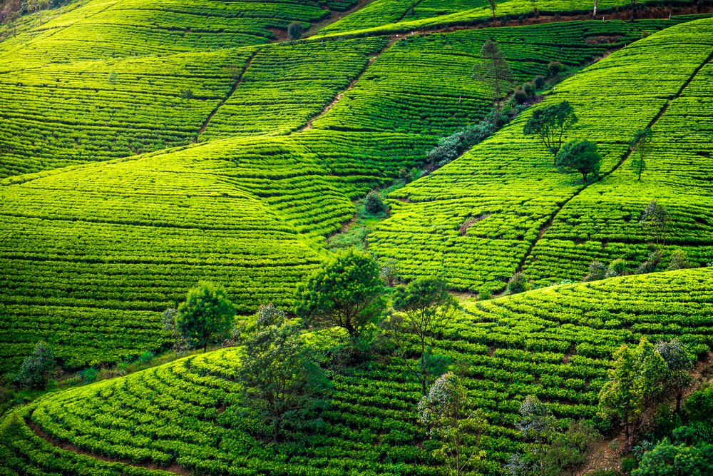 Tea Plantation Visits & Tastings
