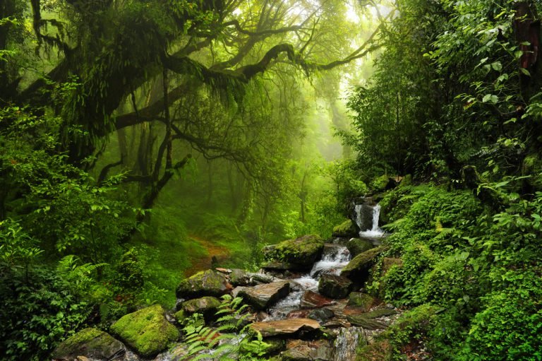 Sinharaja Forest Reserve