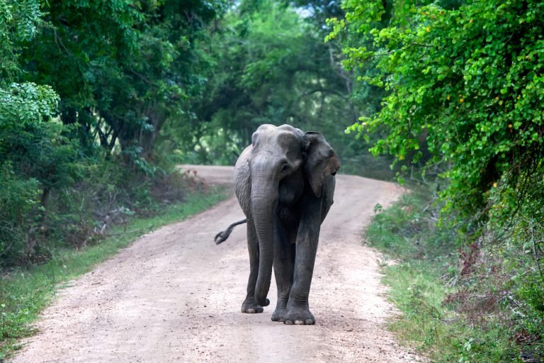 Wasgamuwa National Park