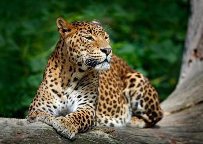 Yala National Park Safari Tour